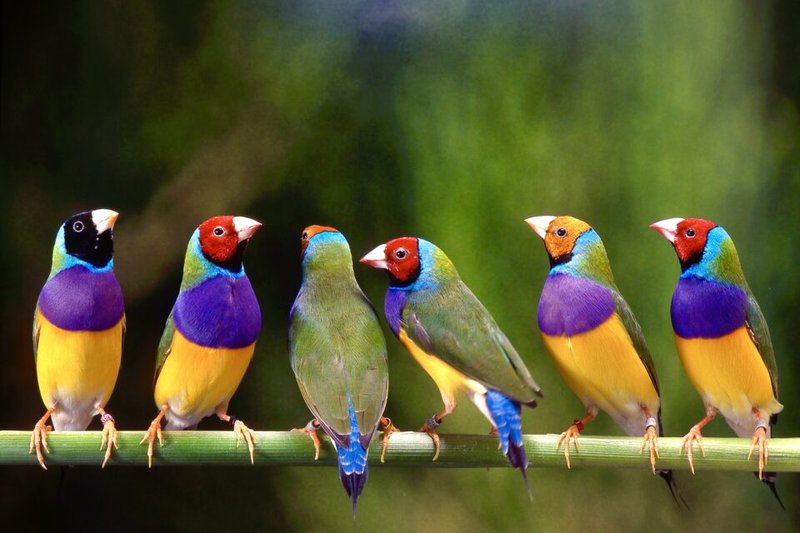How Gouldian Finchs Adapt To Their Environment