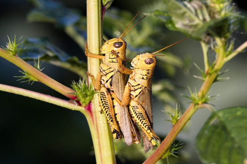 How Grasshoppers Communicate And Interact