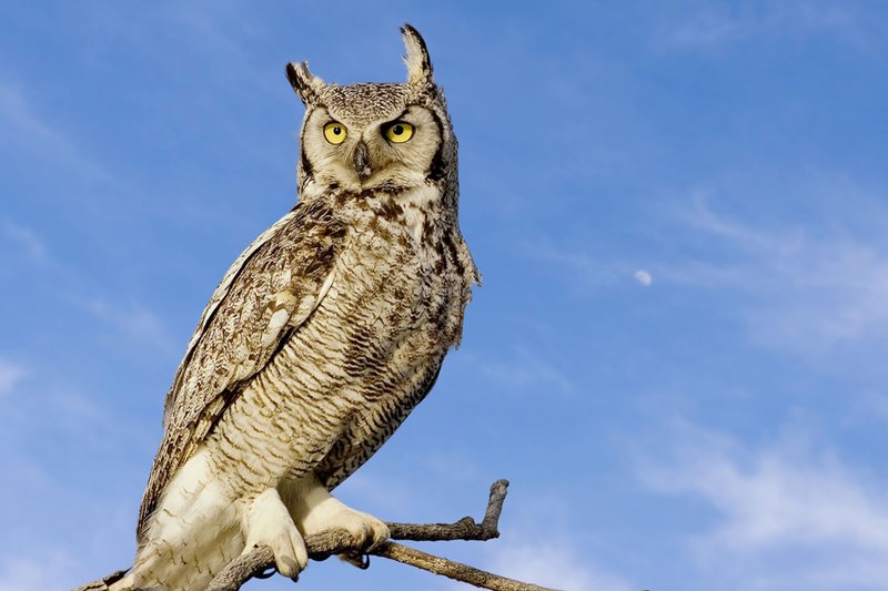 How Great Horned Owls Adapt To Their Environment