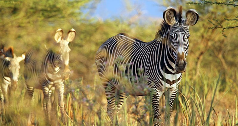 How Grevy’S Zebras Raise Their Young In The Wild