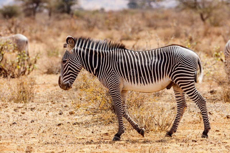 How Grevy’S Zebras Survive In Harsh Environments