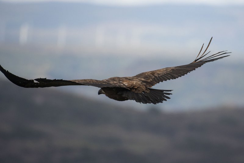 How Griffon Vultures Raise Their Young In The Wild