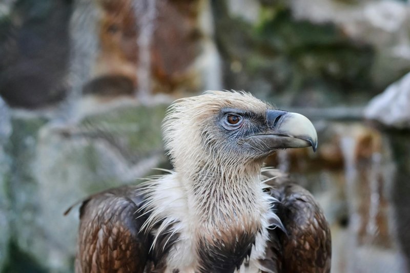 How Griffon Vultures Survive In Harsh Environments