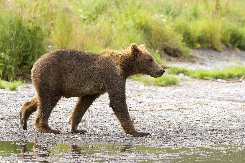 How Grizzly Bears Raise Their Young In The Wild