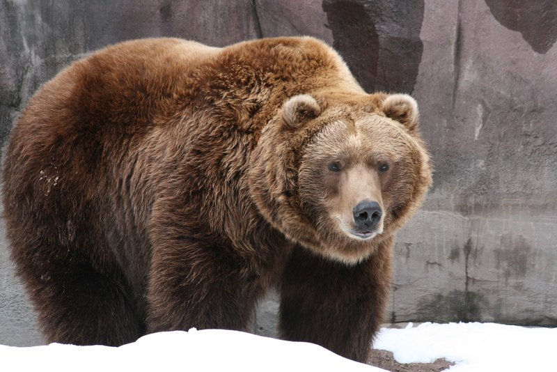 How Grizzly Bears Survive In Harsh Environments