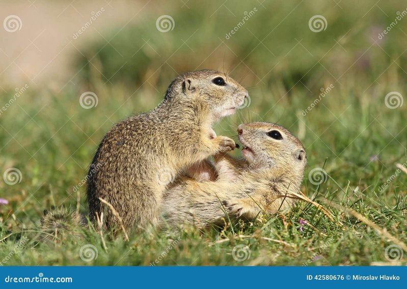 How Ground Squirrels Raise Their Young In The Wild