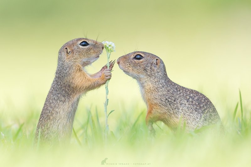 How Ground Squirrels Survive In Harsh Environments