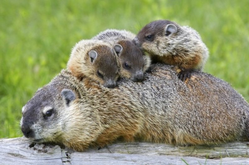 How Groundhogs Raise Their Young In The Wild