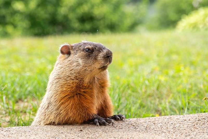 How Groundhogs Survive In Harsh Environments