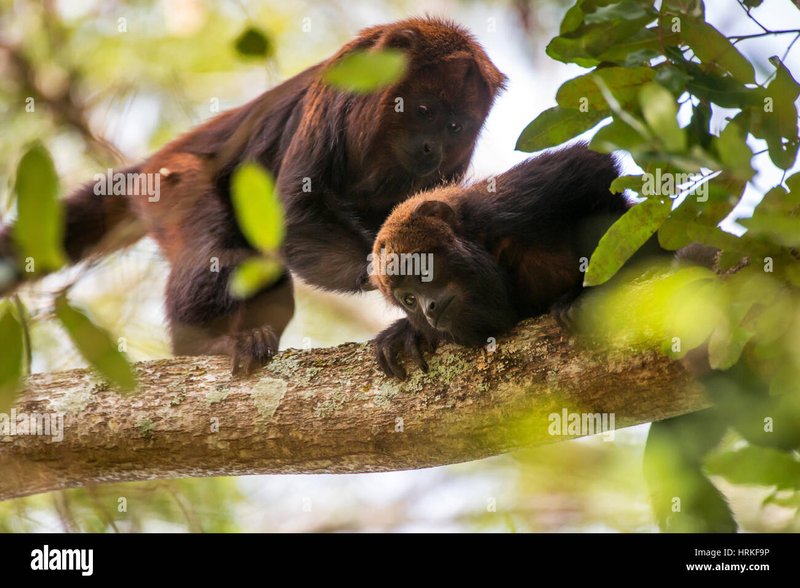 How Guariba (Howler Monkey)S Raise Their Young In The Wild