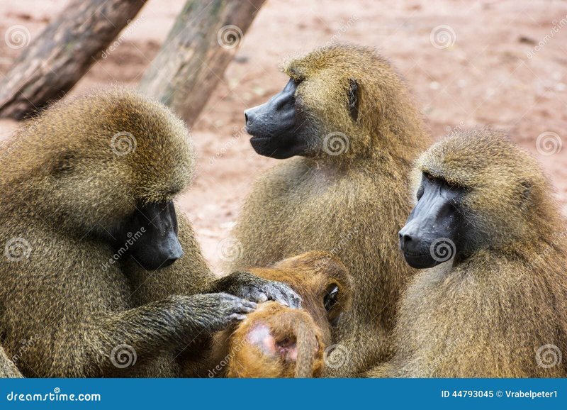 How Guinea Baboons Raise Their Young In The Wild