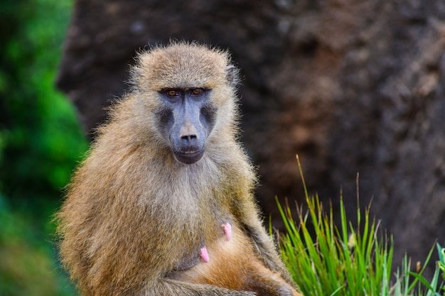 How Guinea Baboons Survive In Harsh Environments