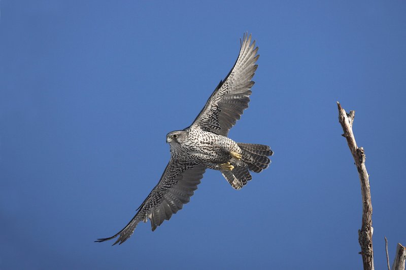 How Gyrfalcons Adapt To Their Environment