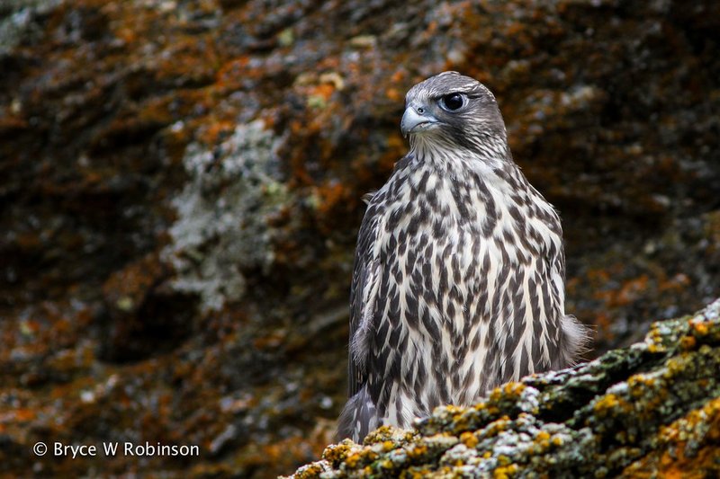 How Gyrfalcons Raise Their Young In The Wild