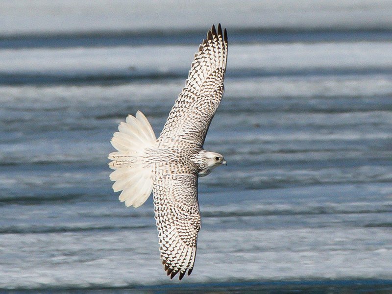 How Gyrfalcons Survive In Harsh Environments
