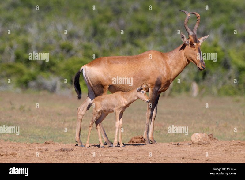 How Hartebeests Raise Their Young In The Wild