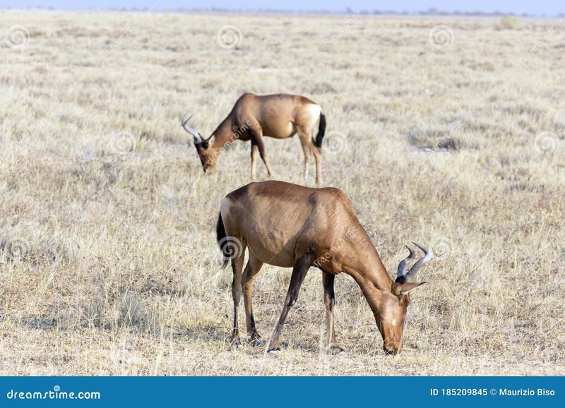 How Hartebeests Survive In Harsh Environments