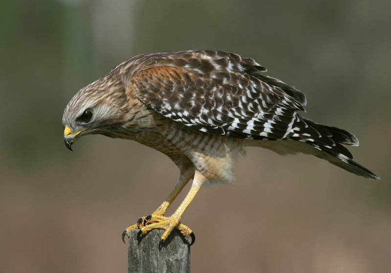 How Hawks Adapt To Their Environment