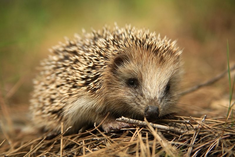 How Hedgehogs Raise Their Young In The Wild