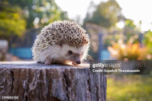How Hedgehogs Survive In Harsh Environments