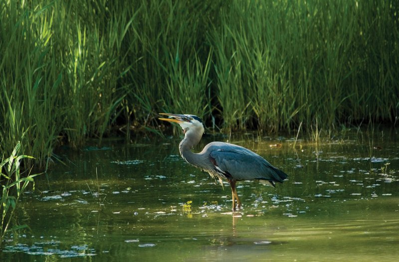 How Herons Adapt To Their Environment