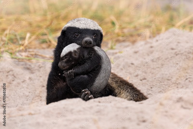 How Honey Badgers Raise Their Young In The Wild