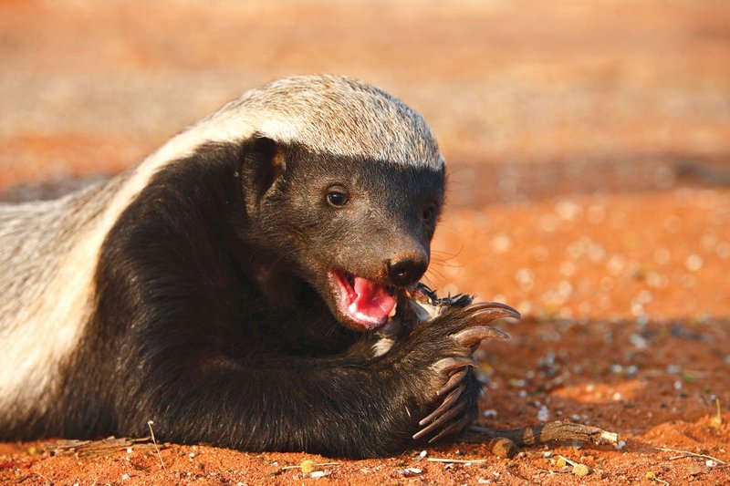 How Honey Badgers Survive In Harsh Environments