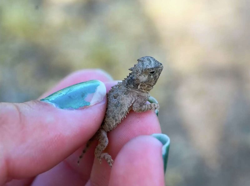 How Horned Lizards Raise Their Young In The Wild