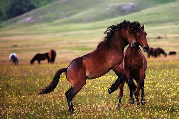 How Horses Raise Their Young In The Wild