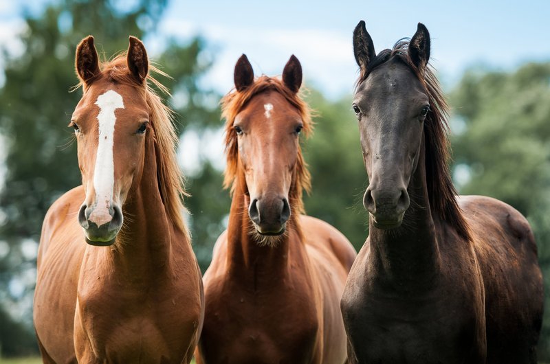 How Horses Survive In Harsh Environments