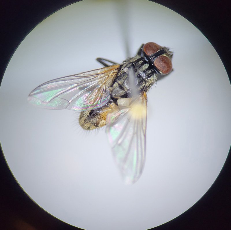 How Houseflys Communicate And Interact