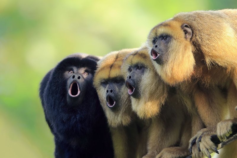 How Howler Monkeys Raise Their Young In The Wild