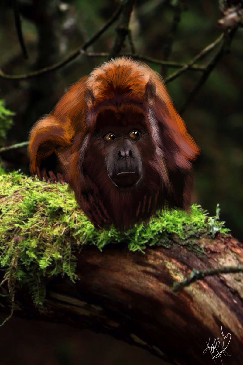 How Howler Monkeys Survive In Harsh Environments