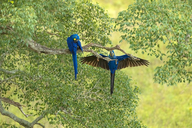 How Hyacinth Macaws Adapt To Their Environment