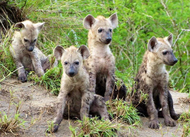 How Hyaenas Raise Their Young In The Wild