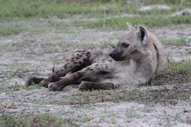 How Hyaenas Survive In Harsh Environments