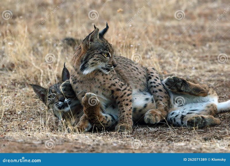 How Iberian Lynxs Raise Their Young In The Wild