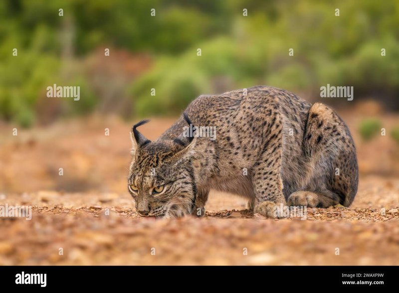 How Iberian Lynxs Survive In Harsh Environments