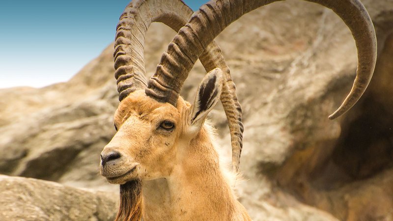 How Ibexs Survive In Harsh Environments