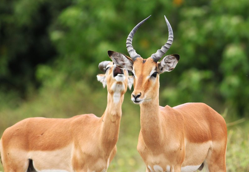 How Impalas Raise Their Young In The Wild
