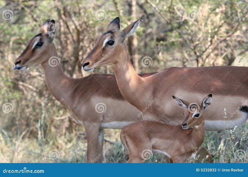 How Impalas Survive In Harsh Environments