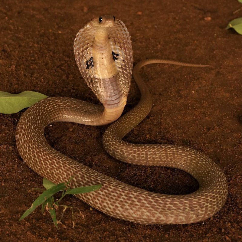 How Indian Cobras Raise Their Young In The Wild