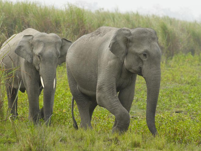 How Indian Elephants Raise Their Young In The Wild