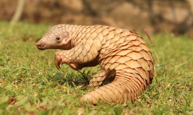How Indian Pangolins Raise Their Young In The Wild
