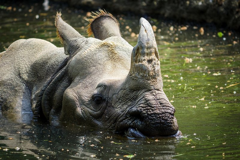 How Indian Rhinoceross Survive In Harsh Environments