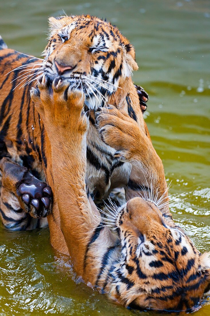 How Indochinese Tigers Raise Their Young In The Wild