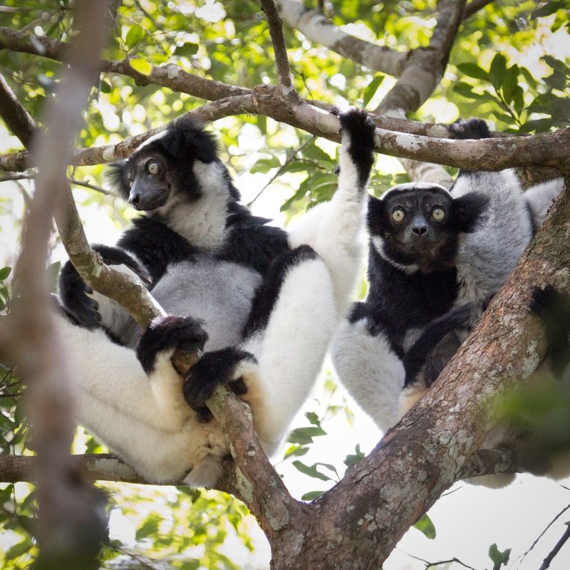 How Indris Raise Their Young In The Wild