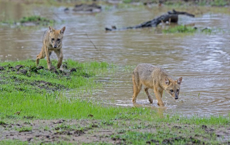 How Jackals Raise Their Young In The Wild