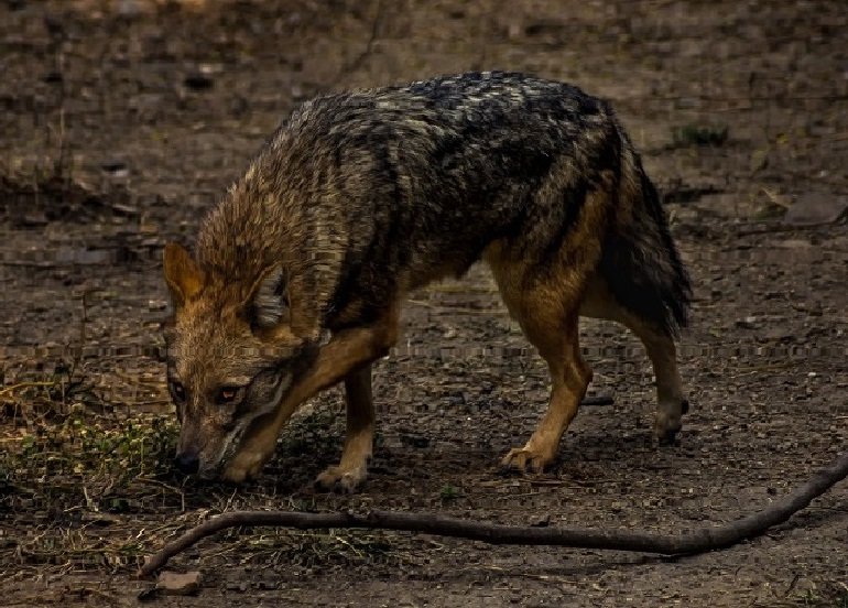 How Jackals Survive In Harsh Environments