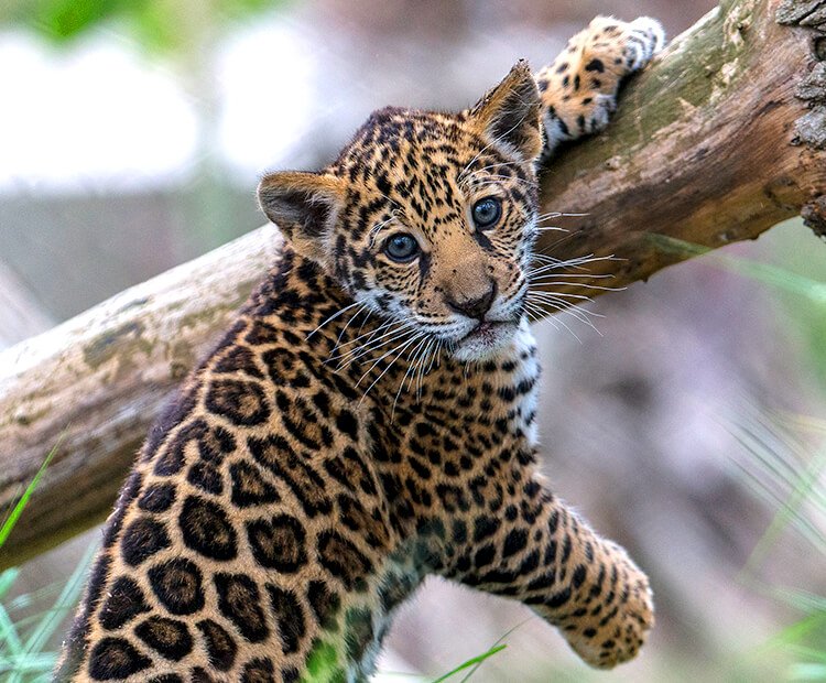 How Jaguars Raise Their Young In The Wild